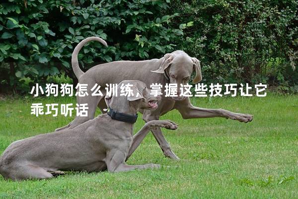 小狗狗怎么訓(xùn)練，掌握這些技巧讓它乖巧聽話