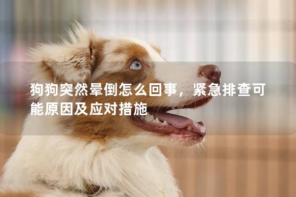 狗狗突然暈倒怎么回事，緊急排查可能原因及應(yīng)對措施