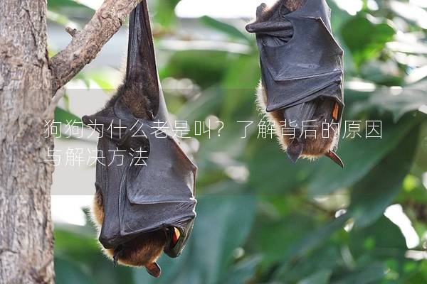 狗狗為什么老是叫?了解背后的原因與解決方法 狗狗為什么老是叫?了解背后的原因與解決方法