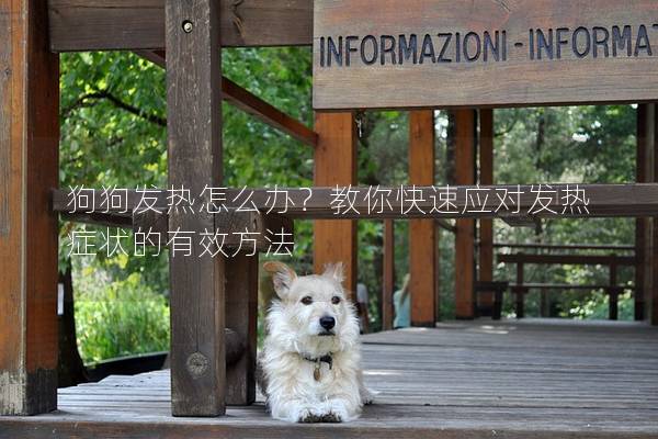 狗狗發熱怎么辦？教你快速應對發熱癥狀的有效方法