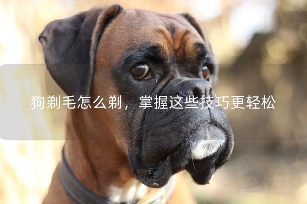 狗剃毛怎么剃，掌握這些技巧更輕松