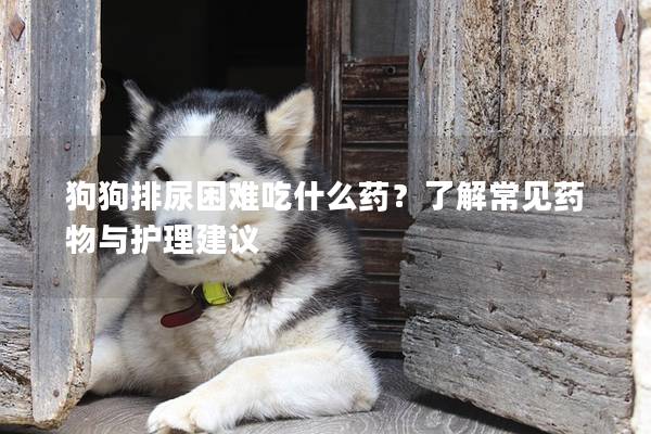 狗狗排尿困難吃什么藥？了解常見藥物與護理建議