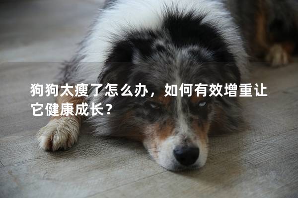 狗狗太瘦了怎么辦，如何有效增重讓它健康成長？