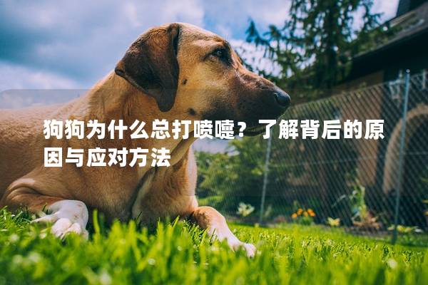 狗狗為什么總打噴嚏？了解背后的原因與應(yīng)對方法