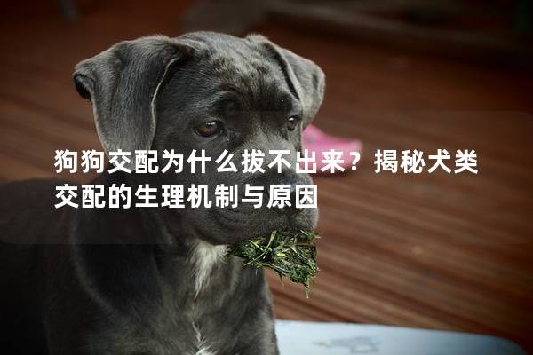 狗狗交配為什么拔不出來？揭秘犬類交配的生理機制與原因