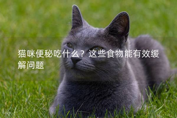 貓咪便秘吃什么?這些食物能有效緩解問題 貓咪便秘吃什么?這些食物能有效緩解問題