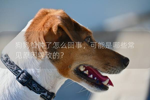 狗狗臉腫了怎么回事，可能是哪些常見原因導致的？