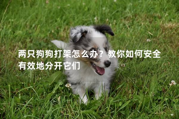 兩只狗狗打架怎么辦?教你如何安全有效地分開它們 兩只狗狗打架怎么辦?教你如何安全有效地分開它們