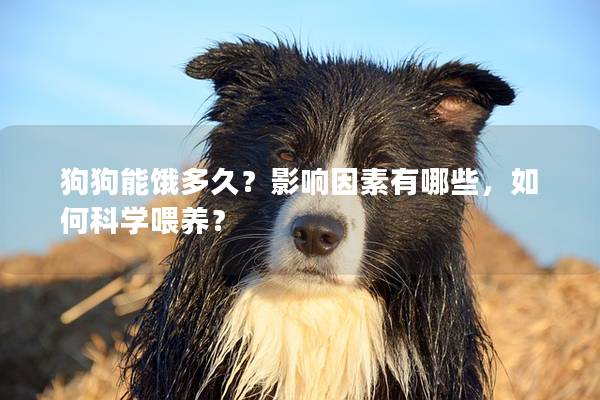 狗狗能餓多久？影響因素有哪些，如何科學喂養？