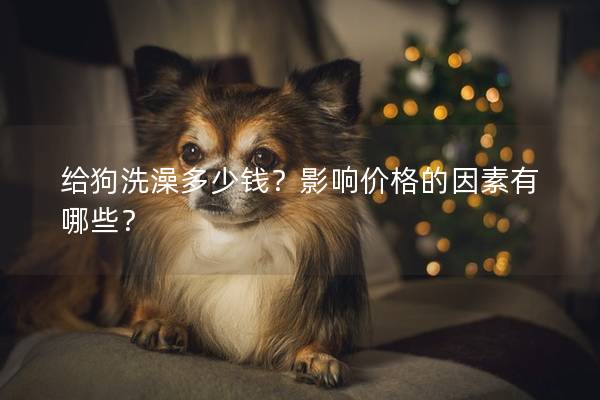 給狗洗澡多少錢？影響價格的因素有哪些？