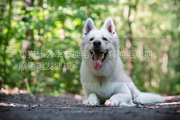 狗狗什么季節換毛？了解換毛周期，照顧毛發健康