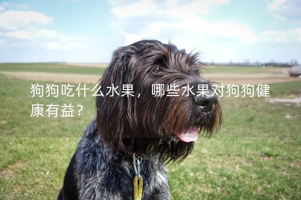 狗狗吃什么水果，哪些水果對狗狗健康有益？