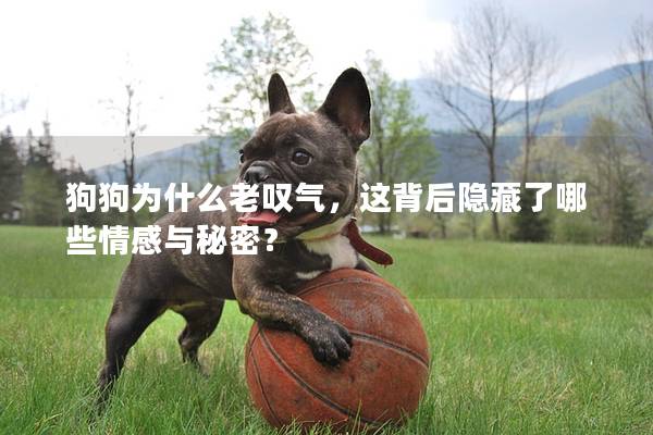 狗狗為什么老嘆氣,這背后隱藏了哪些情感與秘密? 狗狗為什么老嘆氣,這背后隱藏了哪些情感與秘密?