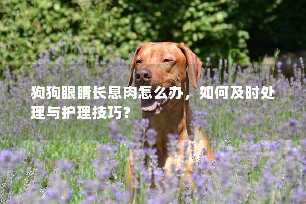 狗狗眼睛長息肉怎么辦，如何及時處理與護理技巧？