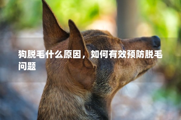 狗脫毛什么原因，如何有效預防脫毛問題