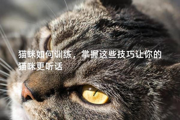貓咪如何訓練，掌握這些技巧讓你的貓咪更聽話