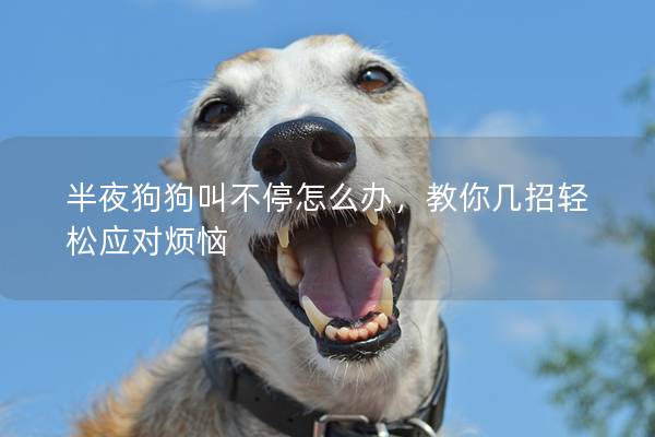 半夜狗狗叫不停怎么辦，教你幾招輕松應對煩惱