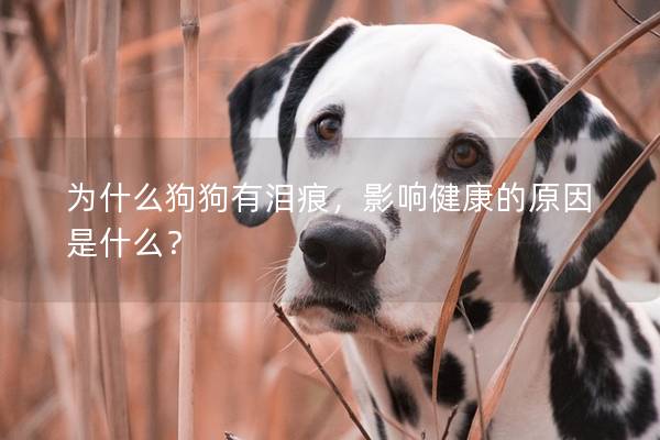 為什么狗狗有淚痕，影響健康的原因是什么？