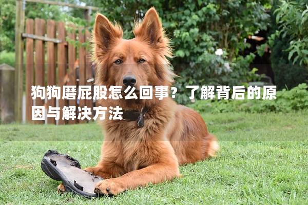 狗狗磨屁股怎么回事？了解背后的原因與解決方法