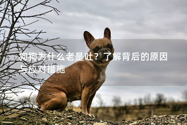 狗狗為什么老是吐？了解背后的原因與應(yīng)對(duì)措施