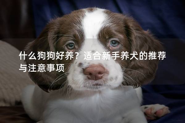 什么狗狗好養(yǎng)？適合新手養(yǎng)犬的推薦與注意事項(xiàng)