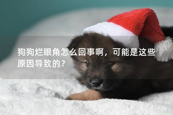 狗狗爛眼角怎么回事啊，可能是這些原因導致的？