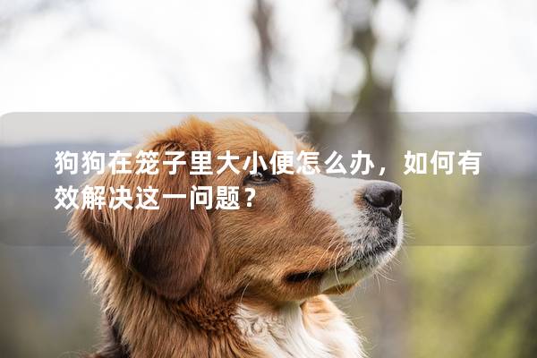 狗狗在籠子里大小便怎么辦，如何有效解決這一問題？