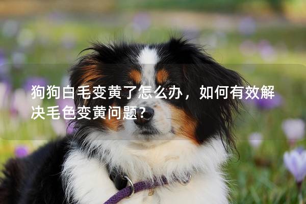 狗狗白毛變黃了怎么辦,如何有效解決毛色變黃問(wèn)題? 狗狗白毛變黃了怎么辦,如何有效解決毛色變黃問(wèn)題?