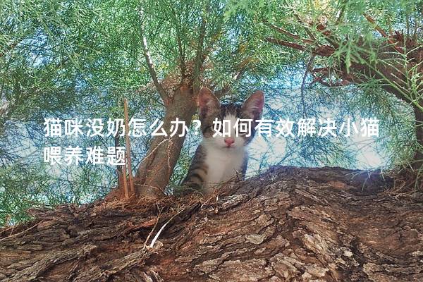 貓咪沒奶怎么辦？如何有效解決小貓喂養(yǎng)難題
