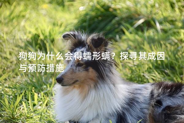 狗狗為什么會得蠕形螨？探尋其成因與預防措施