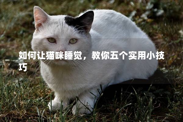 如何讓貓咪睡覺，教你五個實用小技巧