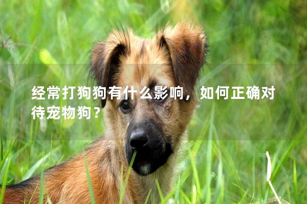 經(jīng)常打狗狗有什么影響,如何正確對待寵物狗? 經(jīng)常打狗狗有什么影響,如何正確對待寵物狗?