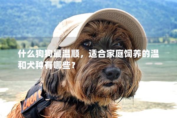 什么狗狗最溫順，適合家庭飼養的溫和犬種有哪些？