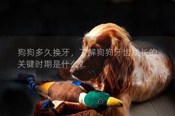 狗狗多久換牙,了解狗狗牙齒成長的關鍵時期是什么? 狗狗多久換牙,了解狗狗牙齒成長的關鍵時期是什么?