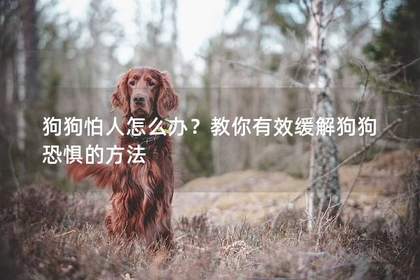 狗狗怕人怎么辦？教你有效緩解狗狗恐懼的方法