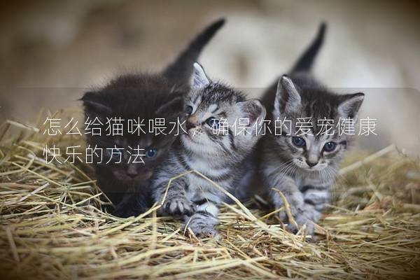 怎么給貓咪喂水，確保你的愛寵健康快樂的方法