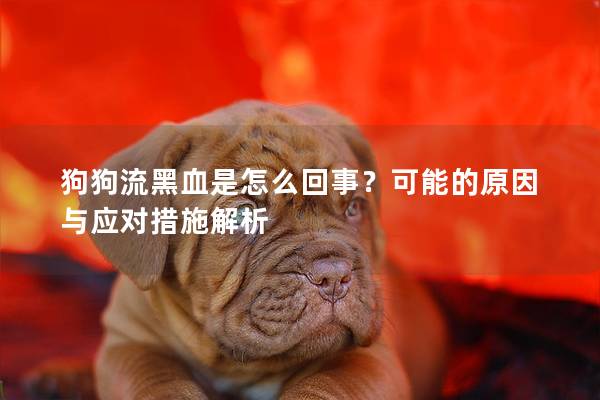 狗狗流黑血是怎么回事？可能的原因與應對措施解析