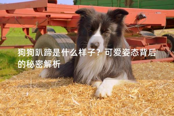 狗狗趴蹄是什么樣子?可愛姿態(tài)背后的秘密解析 狗狗趴蹄是什么樣子?可愛姿態(tài)背后的秘密解析