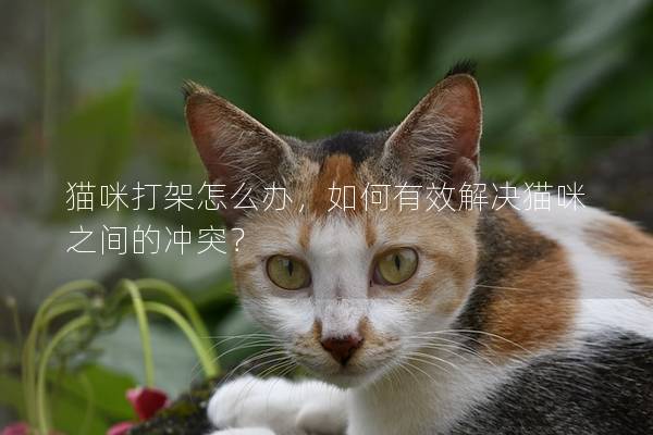 貓咪打架怎么辦，如何有效解決貓咪之間的沖突？