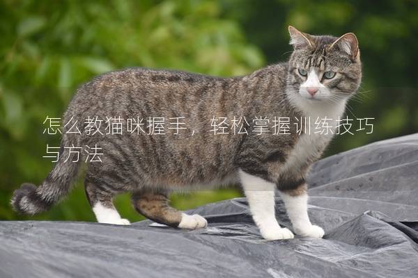 怎么教貓咪握手，輕松掌握訓(xùn)練技巧與方法