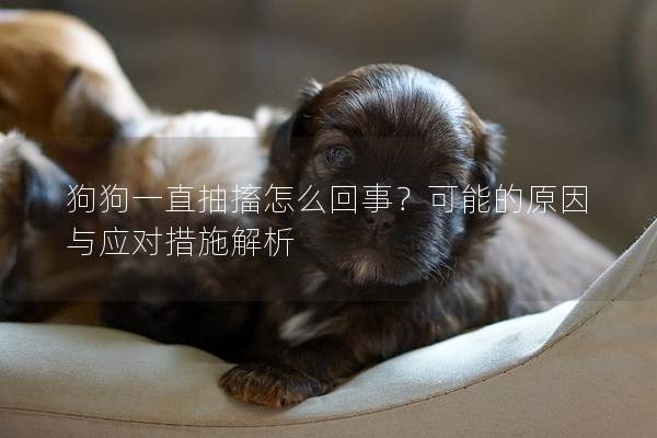 狗狗一直抽搐怎么回事？可能的原因與應(yīng)對(duì)措施解析