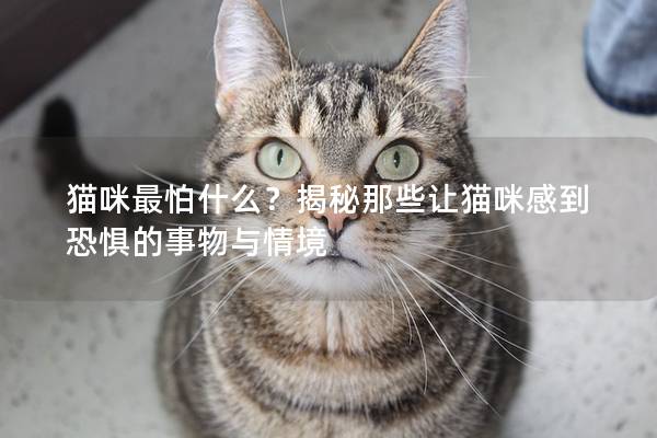 貓咪最怕什么？揭秘那些讓貓咪感到恐懼的事物與情境