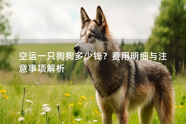 空運一只狗狗多少錢？費用明細與注意事項解析