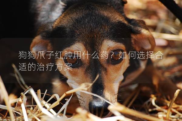 狗狗爪子紅腫用什么藥？如何選擇合適的治療方案