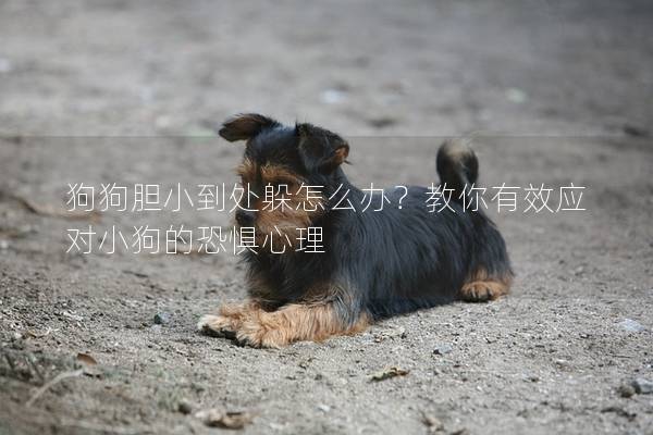 狗狗膽小到處躲怎么辦？教你有效應對小狗的恐懼心理