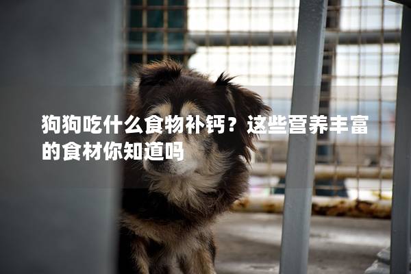 狗狗吃什么食物補鈣？這些營養豐富的食材你知道嗎