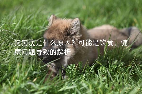 狗狗瘦是什么原因？可能是飲食、健康問題導(dǎo)致的解析