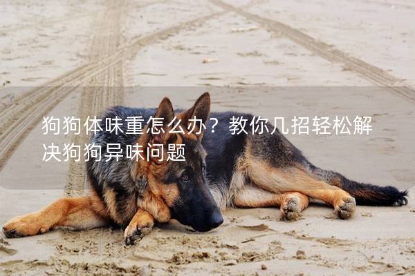 狗狗體味重怎么辦？教你幾招輕松解決狗狗異味問題