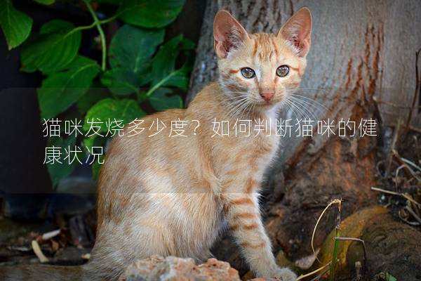 貓咪發燒多少度?如何判斷貓咪的健康狀況