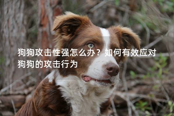 狗狗攻擊性強怎么辦?如何有效應對狗狗的攻擊行為 狗狗攻擊性強怎么辦?如何有效應對狗狗的攻擊行為